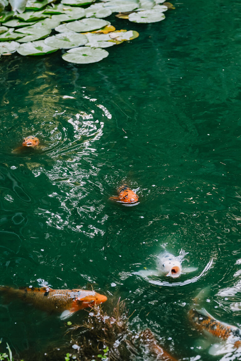 Koi swimming among water lilies in the koi pond at Nestldown