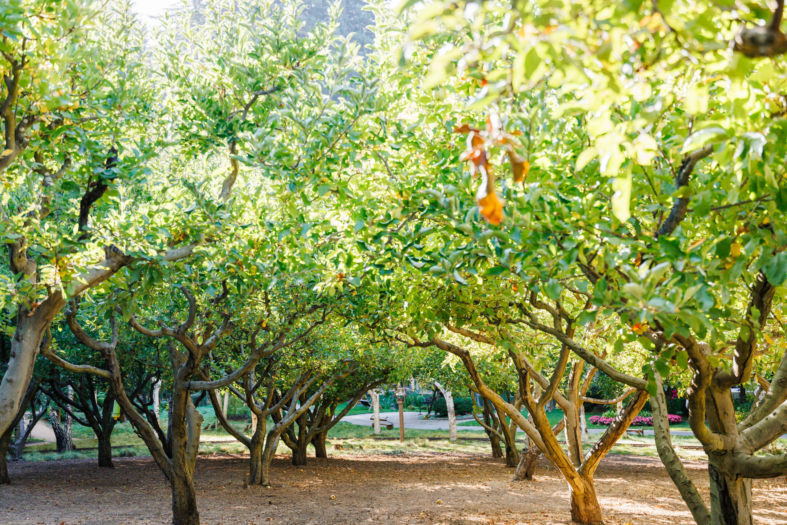 Stone Barn winery wedding, plymouth, ca., amador county wedding photographer,