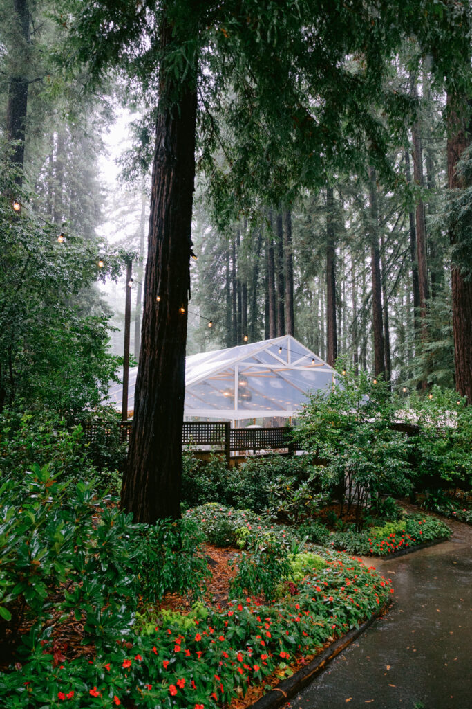 Mist drifting through the redwoods above a reception tent at Nestldown